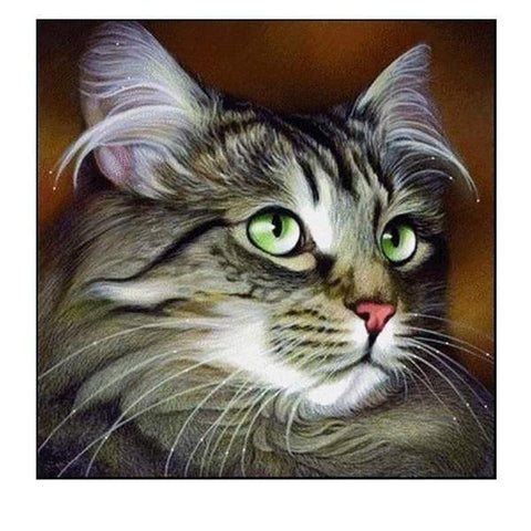 broderie diamant chat maine coon