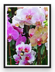 Broderie Diamant Orchidées Multicolores Cadre