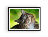 Broderie Diamant Chat Maine Coon Cadre