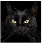 broderie diamant chat noir