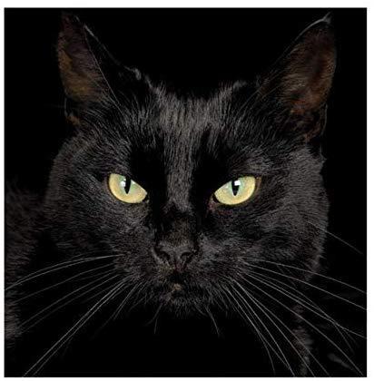 broderie diamant chat noir