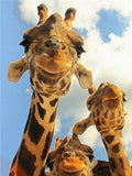 Broderie Diamant Famille de Girafes 