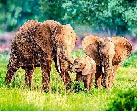 Broderie Diamant Famille d'elephants