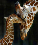 Broderie Diamant Girafe et Bébé 
