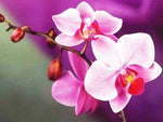 Broderie Diamant Orchidée Naissante