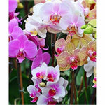 Broderie Diamant Orchidées Multicolores