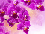Broderie Diamant Orchidées Pures 