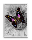 Broderie Diamant Papillon sur Marguerite cadre