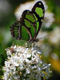 Broderie Diamant Papillon Vert et Fleur Blanche