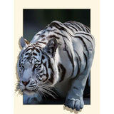 broderie diamant tigre blanc portrait