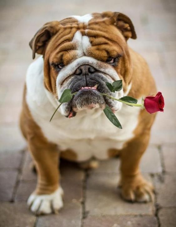 Broderie Diamant Bouledogue Romantique