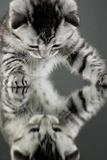 Broderie Diamant Chat Mignon s'amuse avec son Reflet