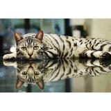 Broderie Diamant Chat Tigre et son Reflet