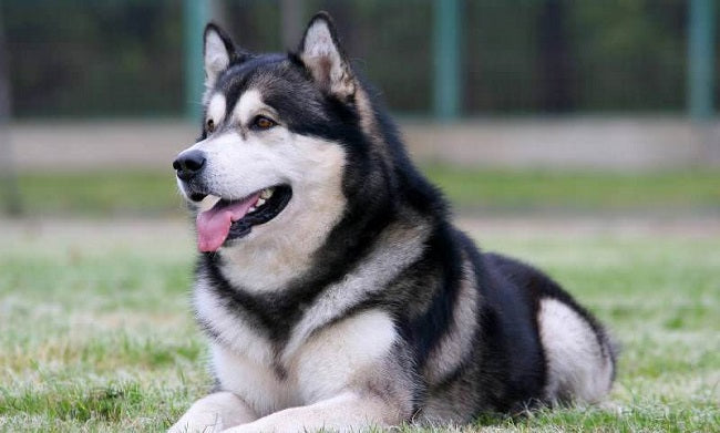 Broderie Diamant Chien Husky