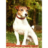 Broderie Diamant Chien Jack Russel