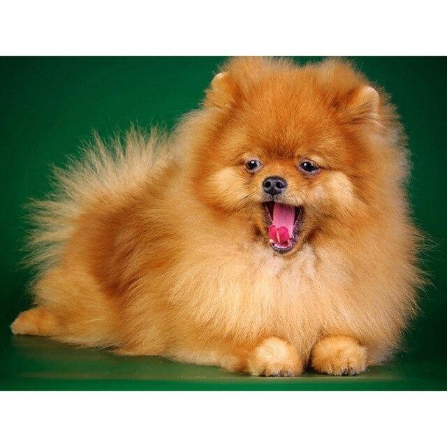 Broderie Diamant Chien Mignon