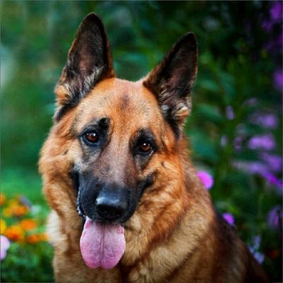 Broderie Diamant Chien Tirant La Langue