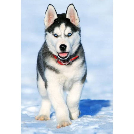 Broderie Diamant Chiot Husky et Neige