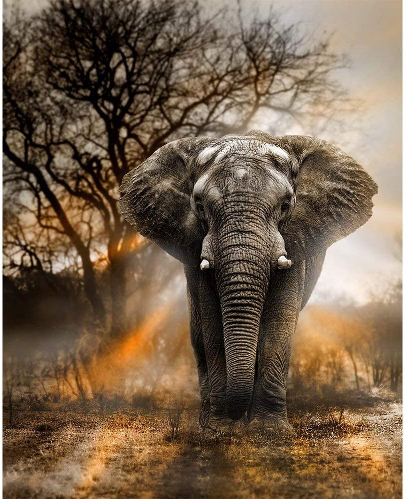 broderie diamant elephant majestueux