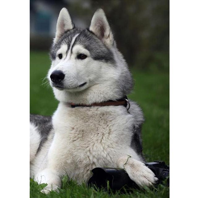 Broderie Diamant Husky et Verdure