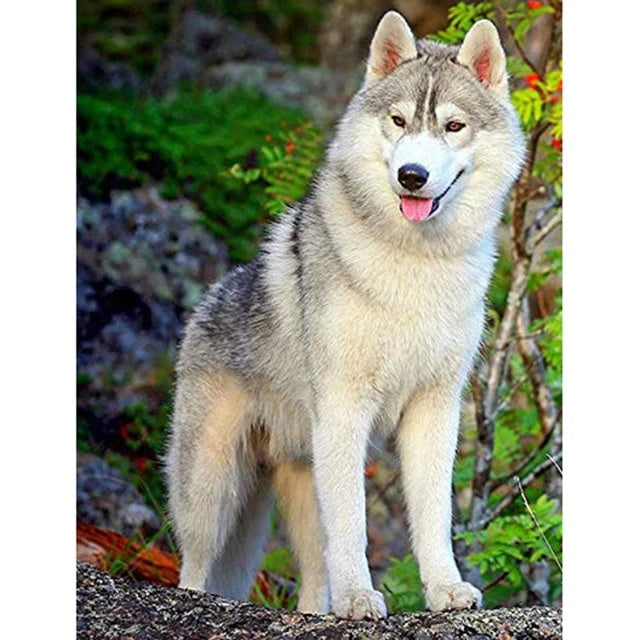 Broderie Diamant Husky Gris