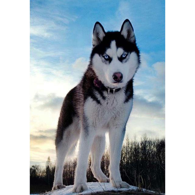 Broderie Diamant Husky Sauvage