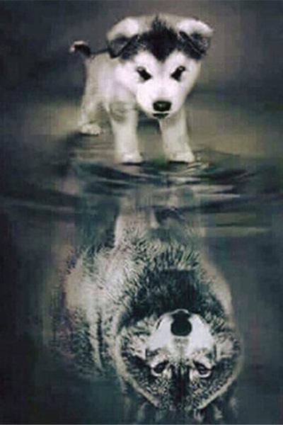 Broderie Diamant Jeune Loup deviendra Grand