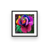 broderie diamant rose pétales arc en ciel