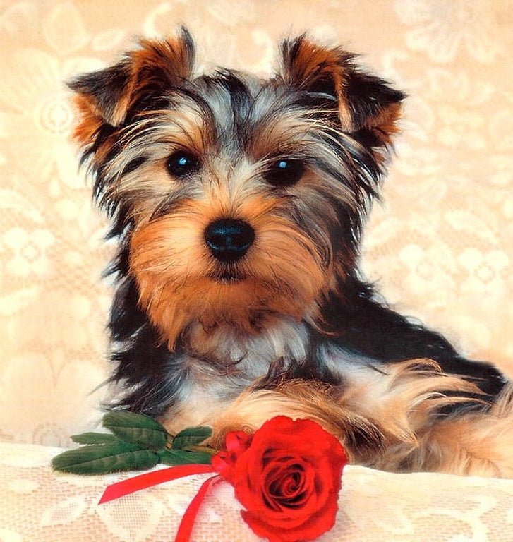 Broderie Diamant Yorkshire Terrier